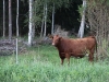uge31 2011 193