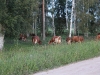 uge31 2011 196