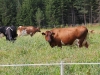 uge31 2011 363